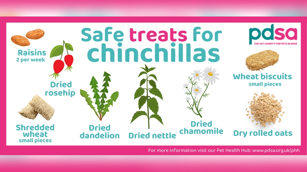 Can Chinchillas Eat Bananas: Surprising Facts You Must Know