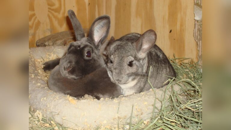 Can Chinchillas Live With Rabbits: Essential Tips for Harmony