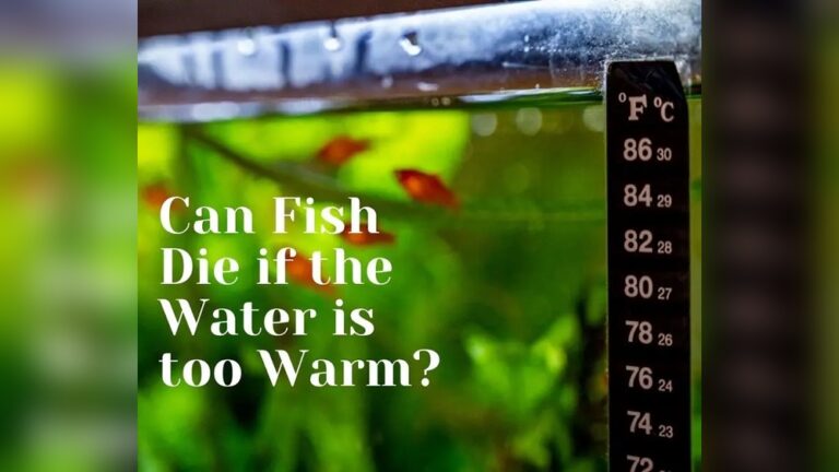 Can Fish Die If The Water Is Too Warm