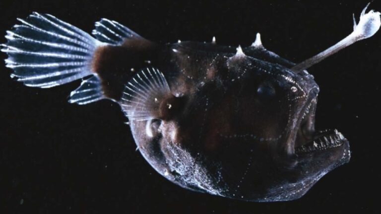 Can Fish See In The Dark