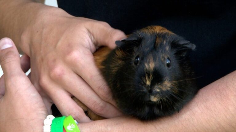 Can Guinea Pigs Die From Depression? Shocking Truth Revealed