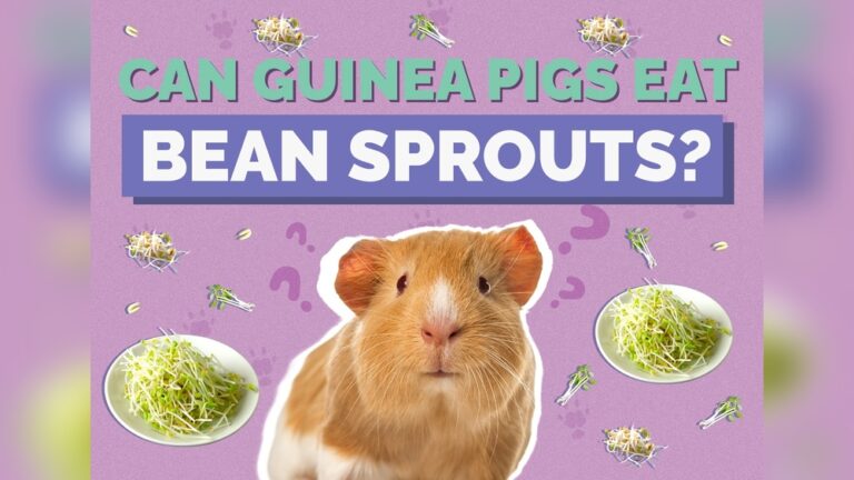Can Guinea Pigs Eat Bean Sprouts: Safe, Healthy Tips Revealed