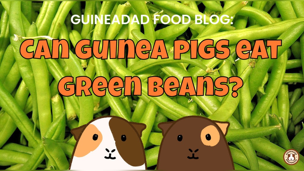 Image showcasing Can Guinea Pigs Eat Beans: Surprising Facts You Must Know - Smart Pets ...