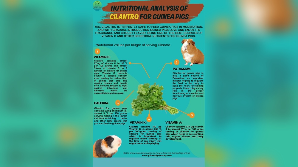 Photo inspiration: Can Guinea Pigs Eat Cat Food Risks And Surprising Facts Photo Inspiration