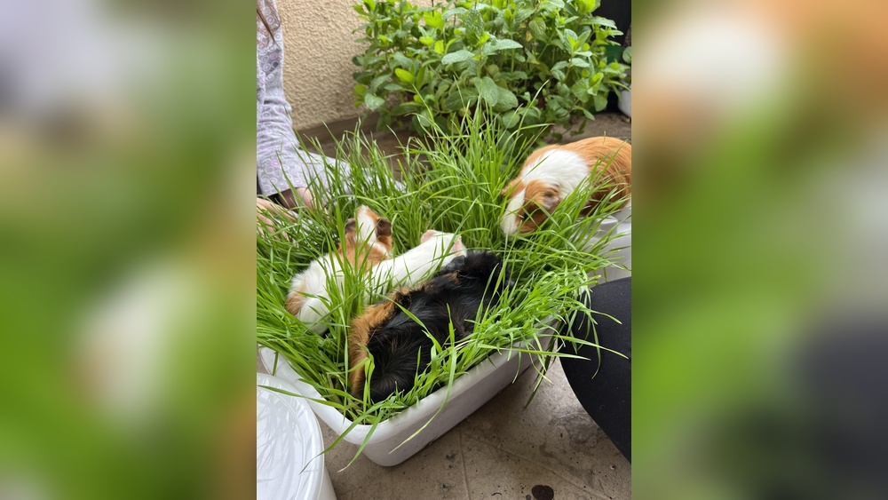 Image showcasing Can Guinea Pigs Eat Cat Grass: Essential Facts You Need to Know - Smart ...