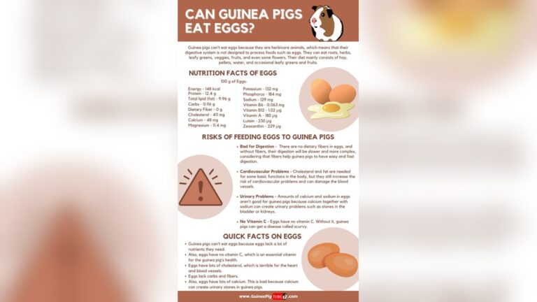 Can Guinea Pigs Eat Eggs: Surprising Facts You Must Know