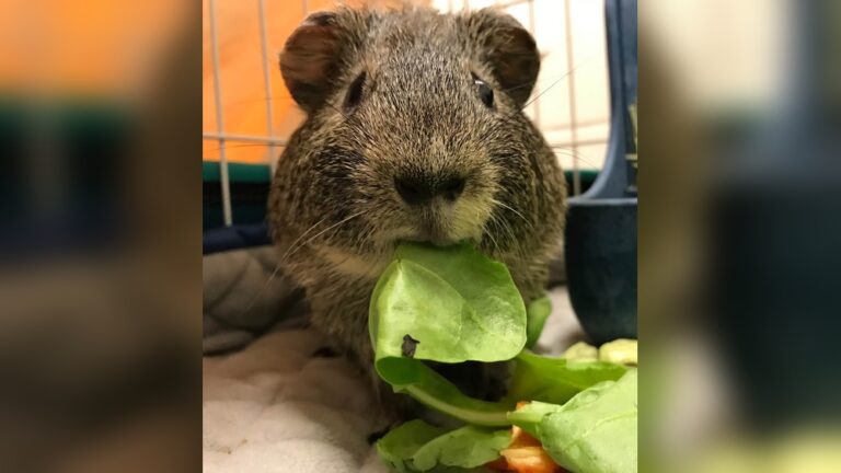Can Guinea Pigs Eat Endive: Safe or Risky for Your Pet?