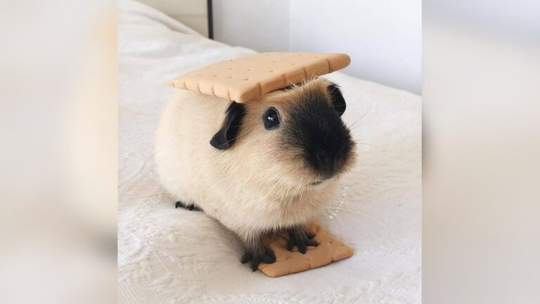 Can Guinea Pigs Eat Marshmallows: Shocking Truth Revealed!