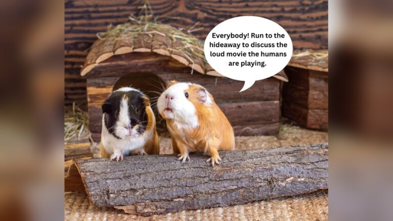 Can Guinea Pigs Live Alone: Essential Facts You Must Know