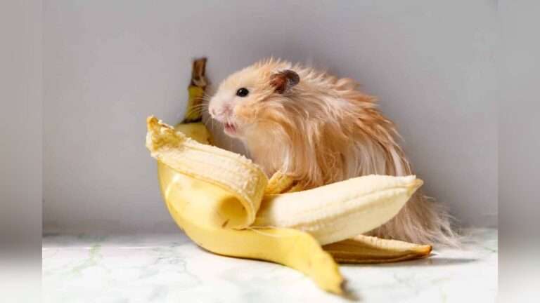 Can Hamsters Eat Bananas: Surprising Facts Every Owner Should Know