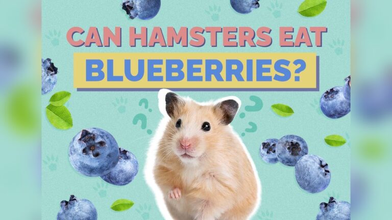 Can Hamsters Eat Blueberries: Safe, Healthy, and Tasty Treats?