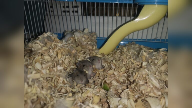 Can Hamsters Eat Oats: Essential Guide for Healthy Pets