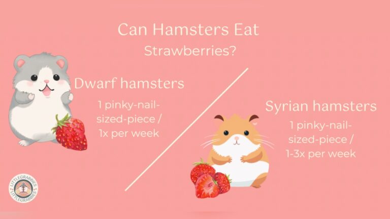 Can Hamsters Eat Strawberries: Safe Treats or Risky Snacks?