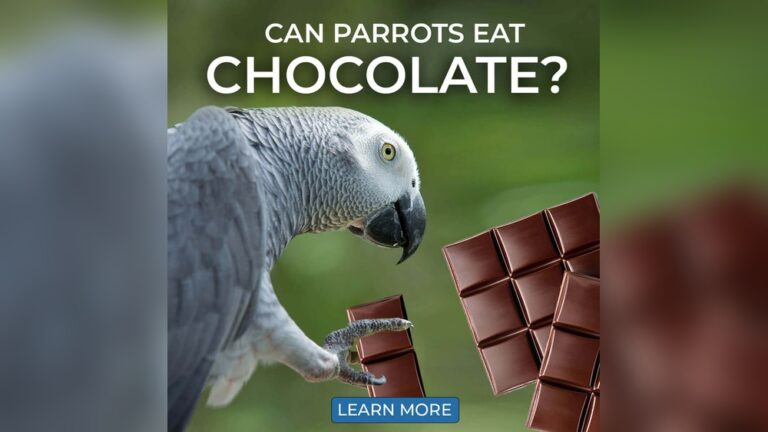 Can Parrots Eat Cacao Learn What’S Safe