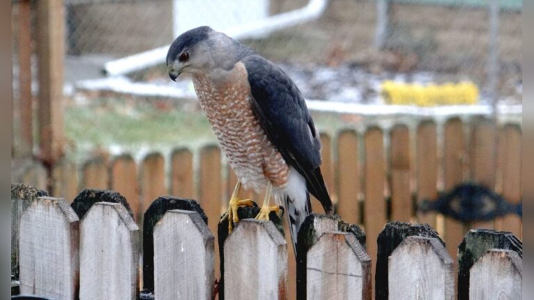 Can You Kill Birds In Your Backyard