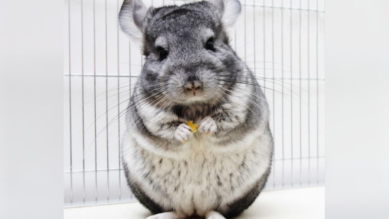 Can You Train A Chinchilla: Expert Tips for Success