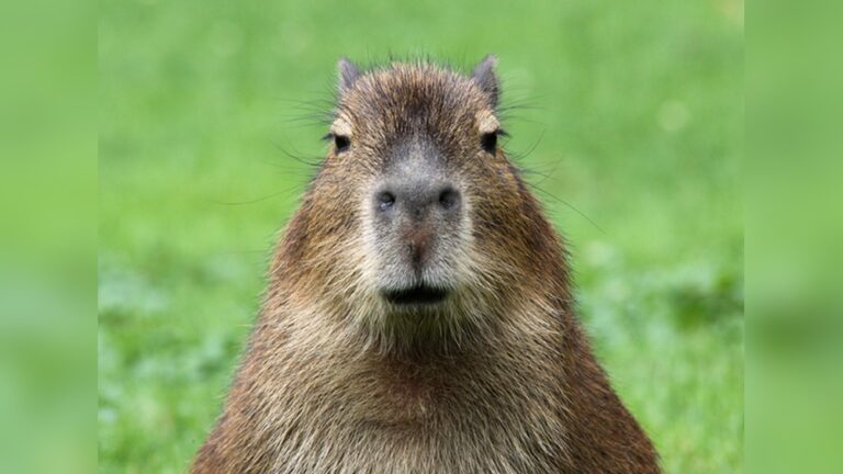 Capybara Facts: Surprising Secrets About Nature’s Gentle Giant