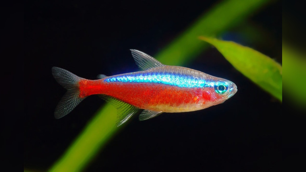 Cardinal Tetra
