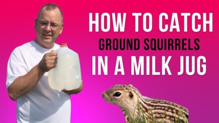 Catch A Chipmunk With A Milk Jug: Easy DIY Trap Guide