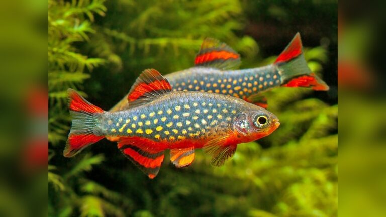 Celestial Pearl Danio