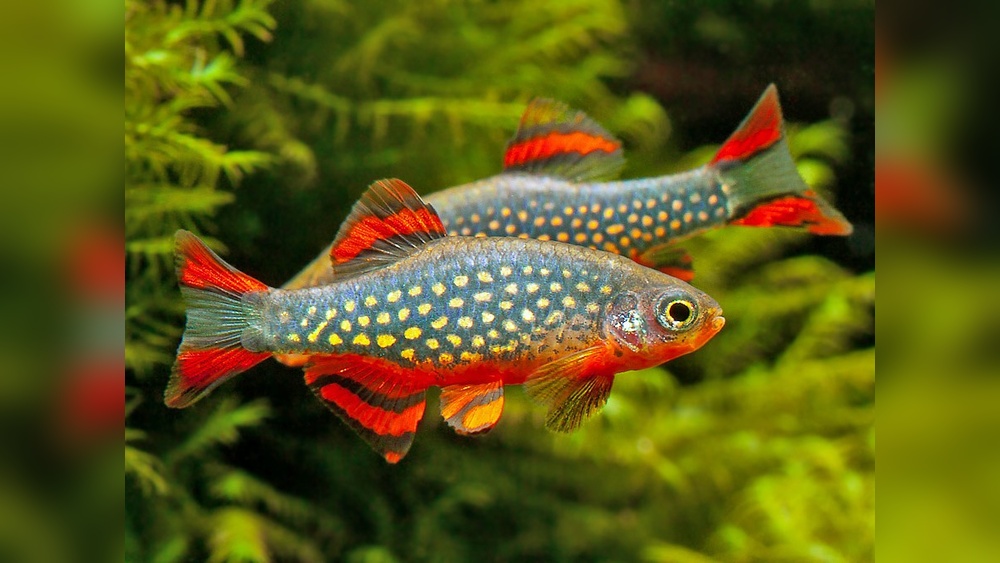 Celestial Pearl Danio