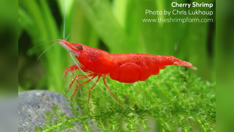 Cherry Shrimp