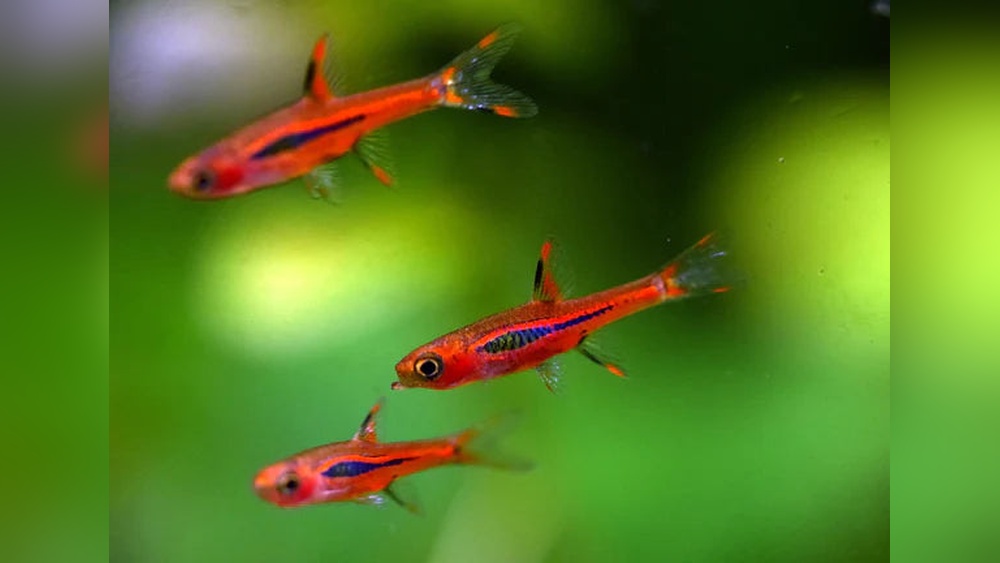 Chili Rasbora