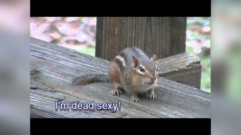 Chipmunks Chirp: Discover Their Secret Communication Sounds