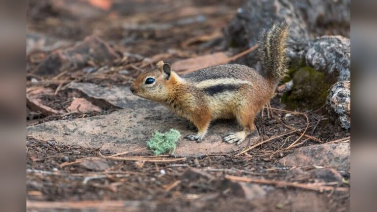 Chipmunks Come Out Of Hibernation: Surprising Signs & Facts