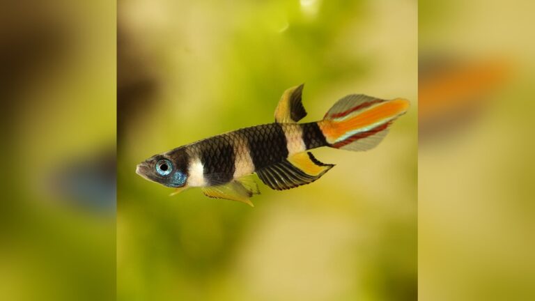 Clown Killifish