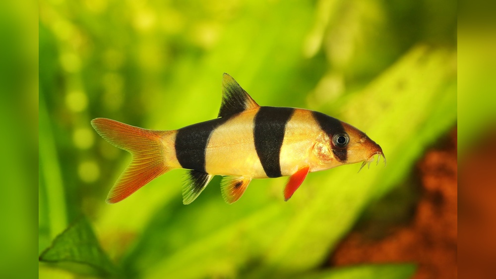 Clown Loach