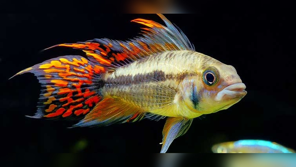 Cockatoo Cichlid