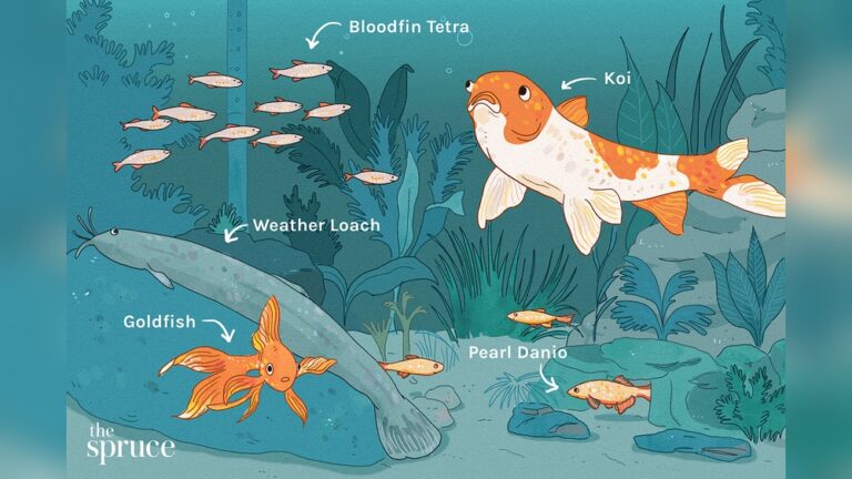 Cold Water Aquarium Fish