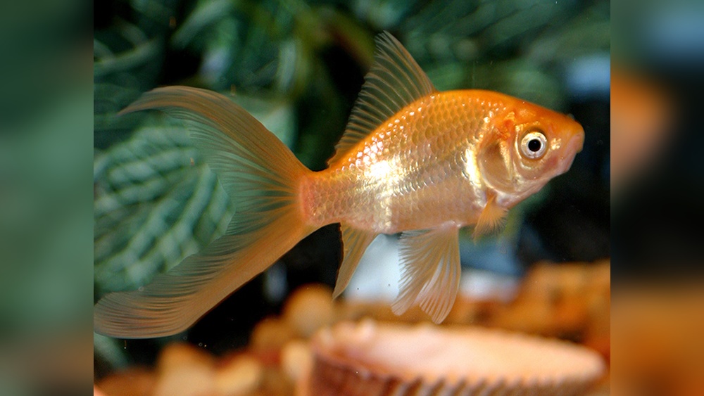 Comet Goldfish