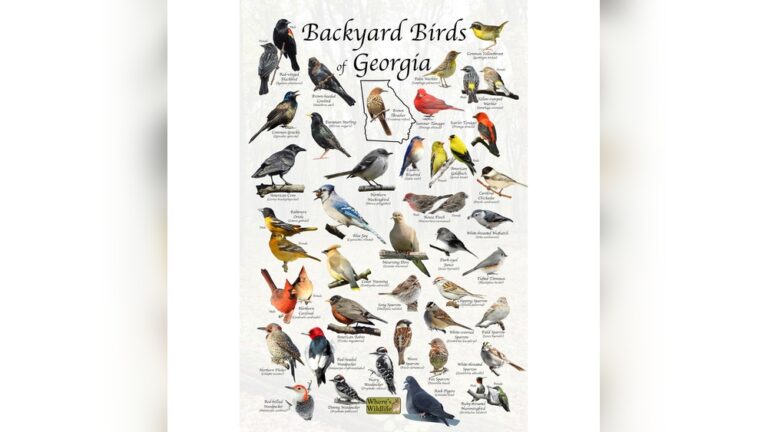Common Backyard Birds In Georgia