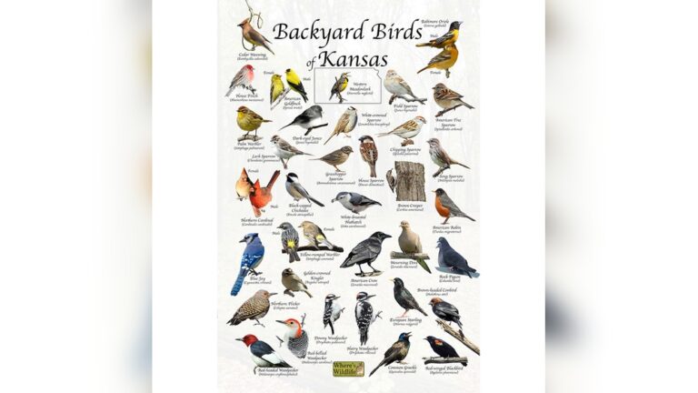 Common Backyard Birds Of Kansas