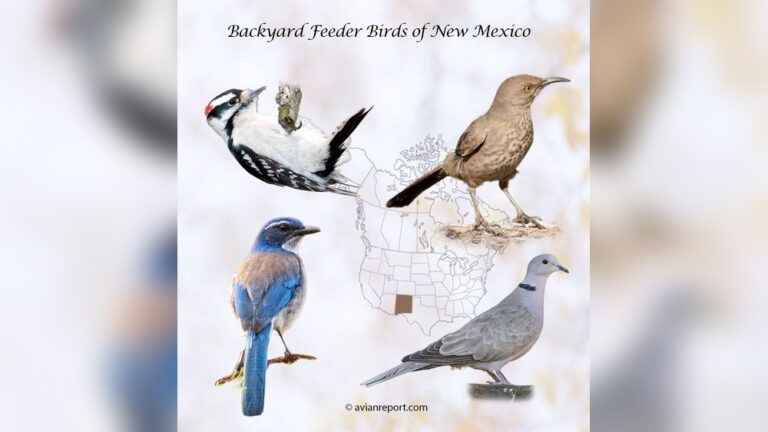Common Backyard Birds Of New Mexico