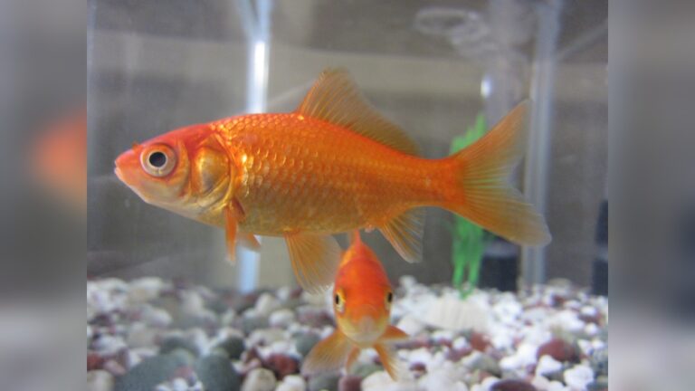 Common Goldfish