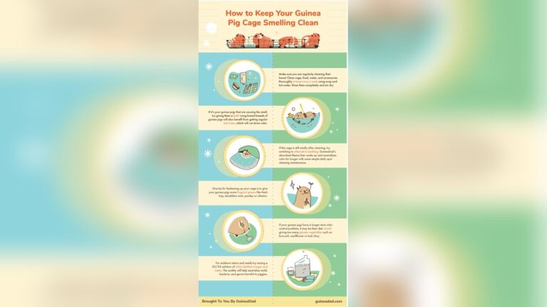 Control Guinea Pig Odor: Simple Tips for a Fresh Cage Every Day