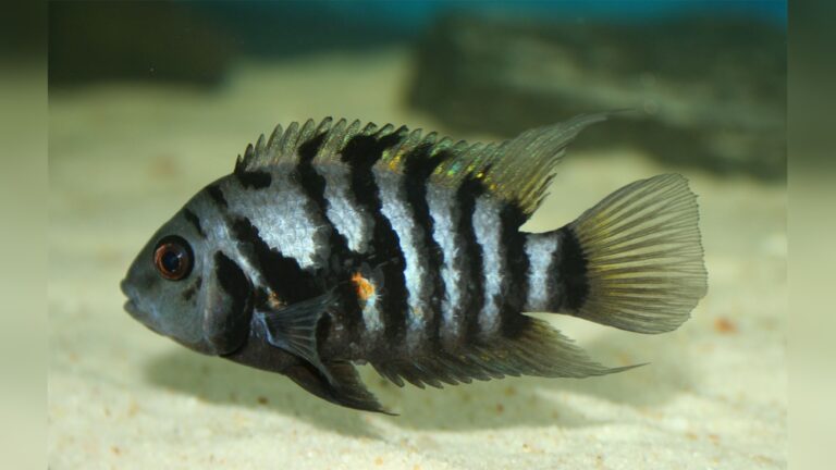 Convict Cichlid