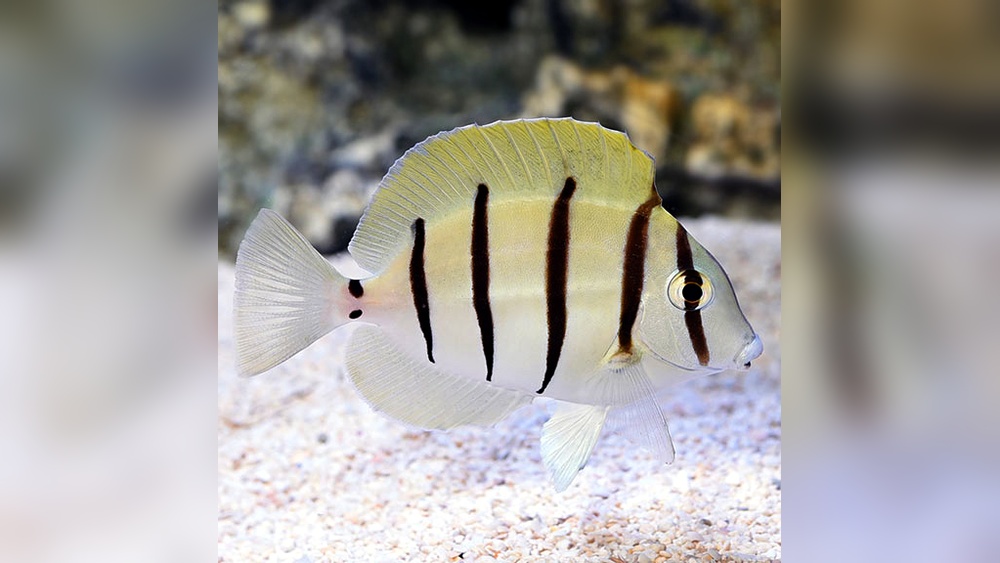 Convict Tang