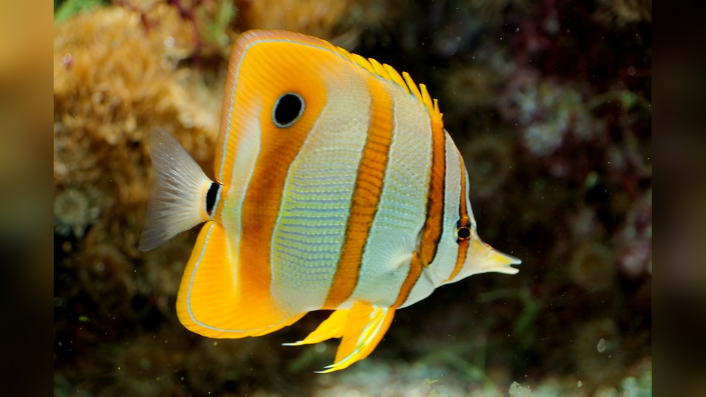 Copperband Butterflyfish