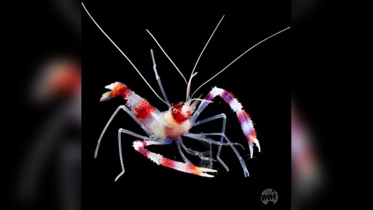 Coral Banded Shrimp
