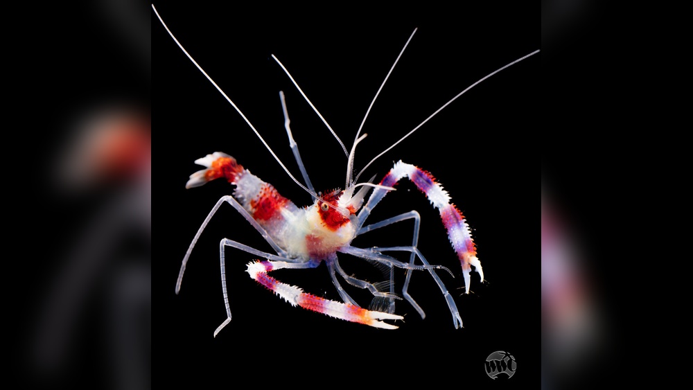 Coral Banded Shrimp