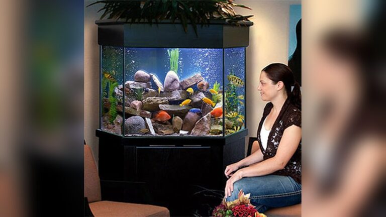 Corner Fish Tank