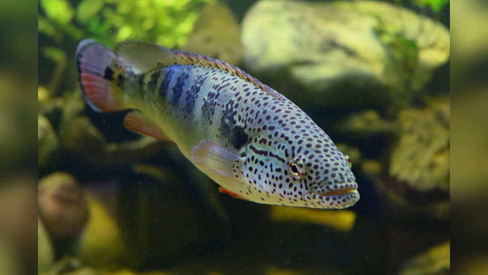 Crenicichla Lenticulata Pike Cichlid