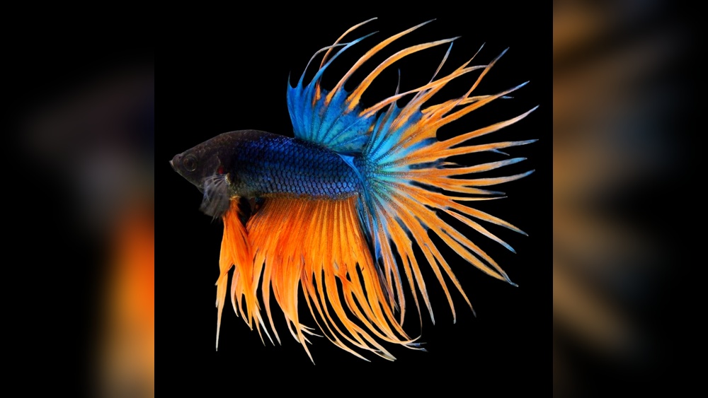 Crowntail Betta
