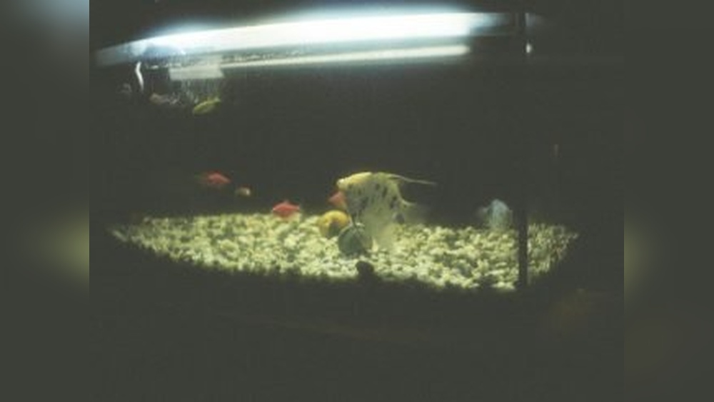 Decorating The Man Cave With A Big Aquarium 5 Fish To Bring Your Small Ocean To Life