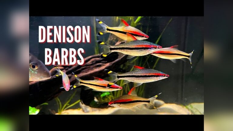 Denison Barb