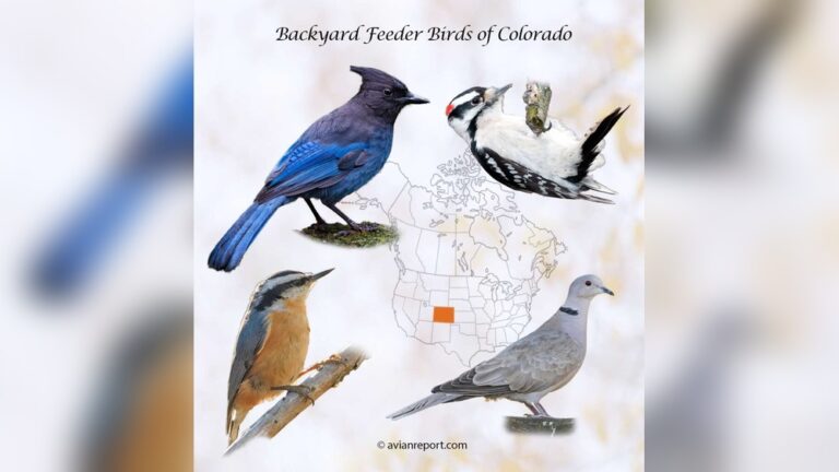 Discover Colorado Backyard Birds